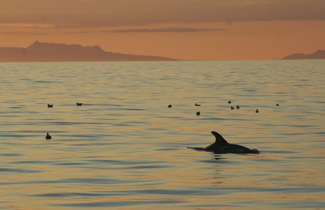 Reykjavík Classic Whales in the Midnight Sun 7