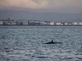 Reykjavík Classic Whales in the Midnight Sun, photo 17