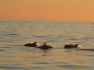 Reykjavík Classic Whales in the Midnight Sun, photo 11