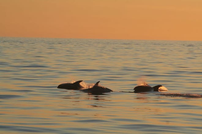 Reykjavík Classic Whales in the Midnight Sun 8
