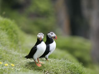 Reykjavík Classic Puffin Watching, photo 21