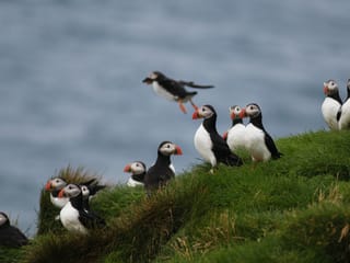 Reykjavík Classic Puffin Watching, photo 8