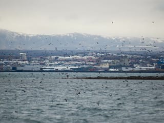 Reykjavík Classic Puffin Watching, photo 9