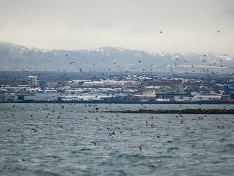 Reykjavík Classic Puffin Watching, photo 9