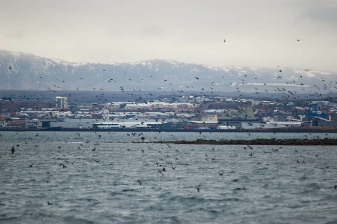 Reykjavík Classic Puffin Watching 9