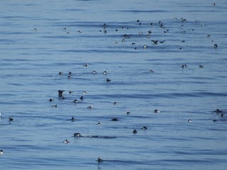 Reykjavík Classic Puffin Watching, photo 14