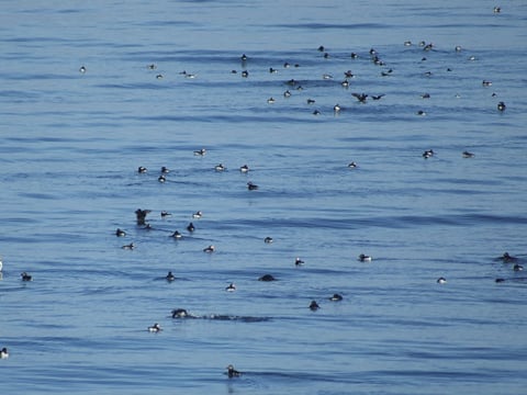 Reykjavík Classic Puffin Watching, photo 14