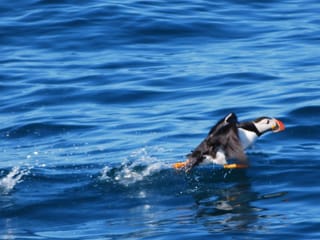 Reykjavík Classic Puffin Watching, photo 6