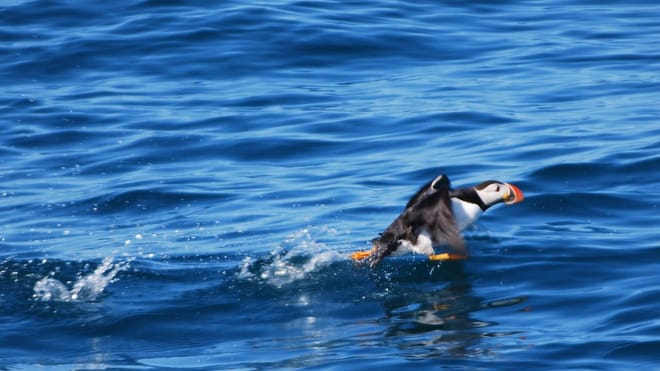 Reykjavík Classic Puffin Watching photo 6