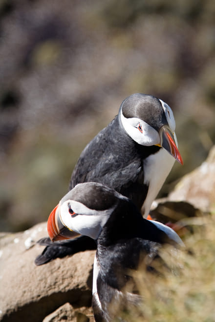 PEARLS OF THE WESTFJORDS - jeep tour photo 4