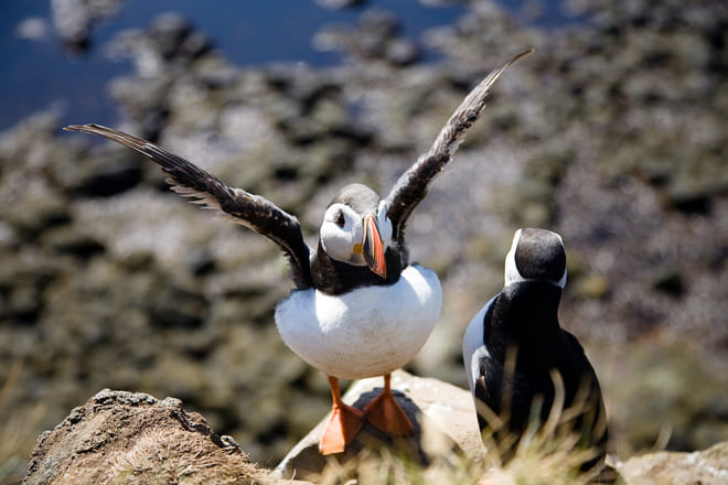 THE WONDER WORLD OF LÁTRABJARG - hiking photo 2