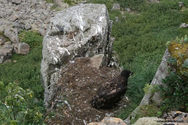 BIRD WATCHING - puffins and more photo 2