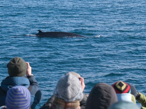 Reykjavík Whales & ATV, photo 2