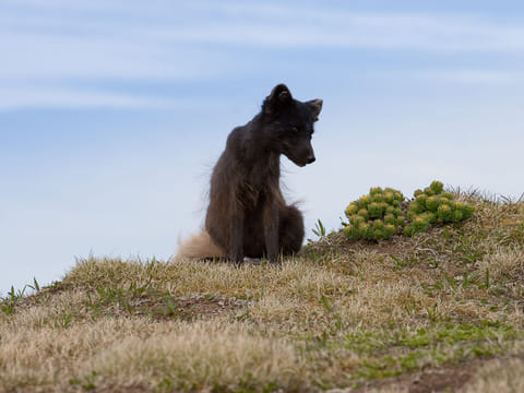 Midnight Sun & Arctic Foxes