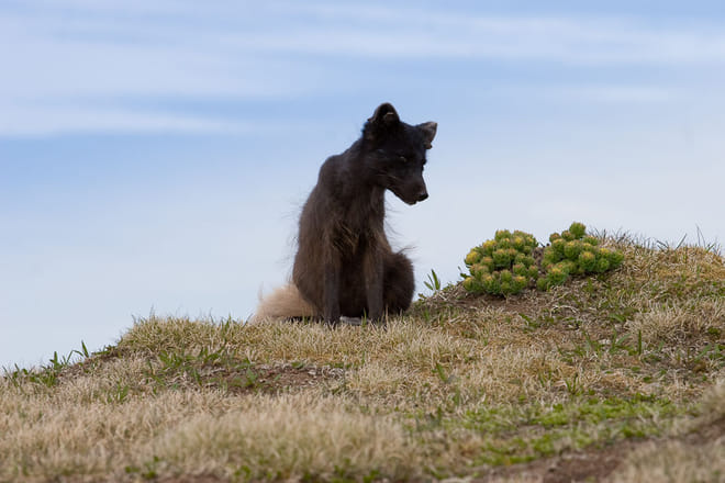 Midnight Sun & Arctic Foxes