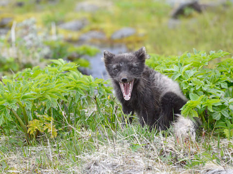 Midnight Sun & Arctic Foxes, photo 5