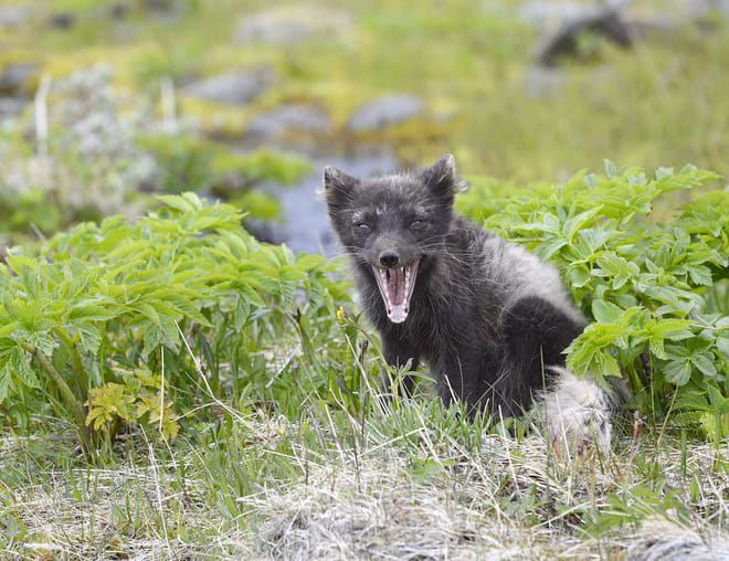 Midnight Sun & Arctic Foxes photo 5