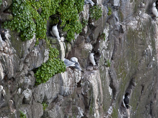 Hornvík Heights and Sights, photo 10