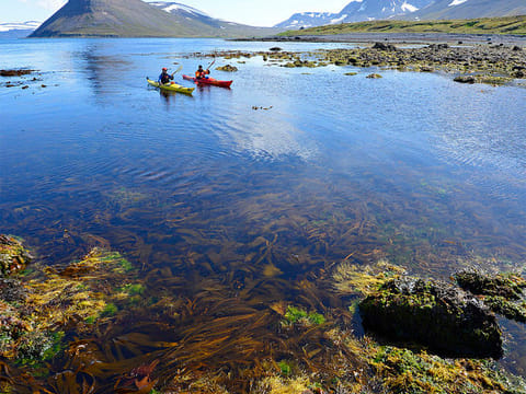 Paddle in the Wild 