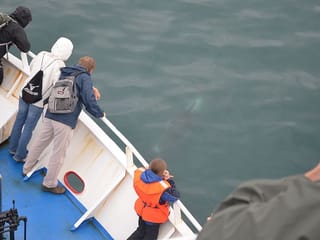 Reykjavík Classic Whale Watching without pickup, photo 14