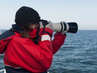 Reykjavík Classic Whale Watching without pickup, photo 12