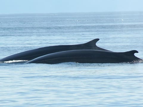 Whale Watching, photo 2