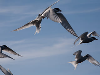 Seabird Discovery , photo 11