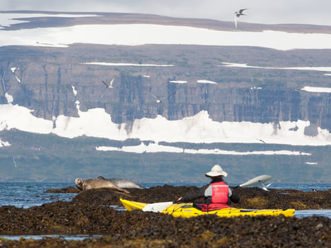 Seabird Discovery 