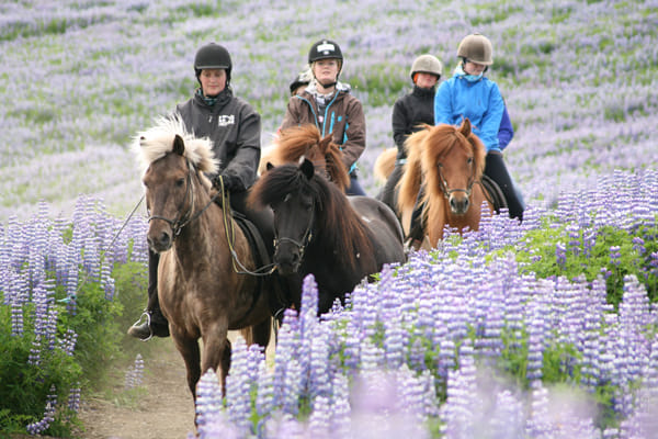 Horse riding on the Fast Lava day tour from Reykjavik