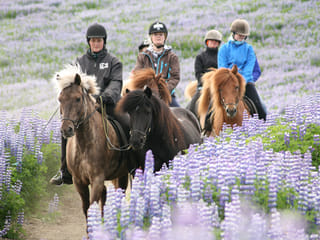 Horse riding on the Fast Lava day tour from Reykjavik