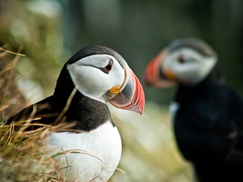Puffin Express, photo 2