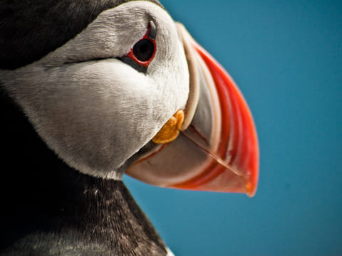 Puffin Express, photo 4