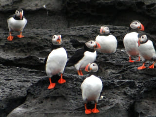 Puffin Express, photo 6