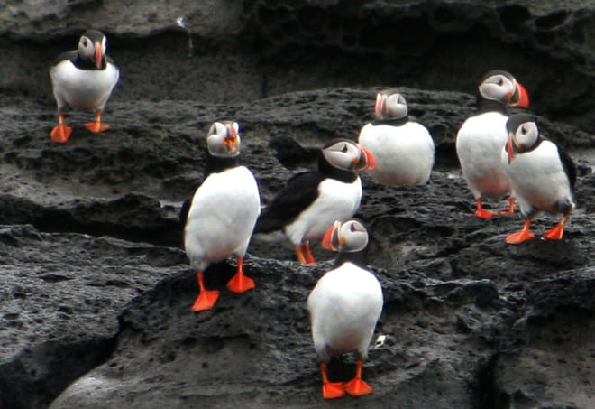 Puffin Express photo 5