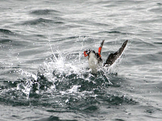 Puffin Express, photo 8