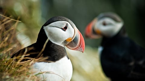 Iceland in May: what tours run