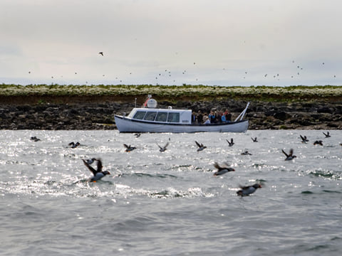 Puffin Express, photo 7