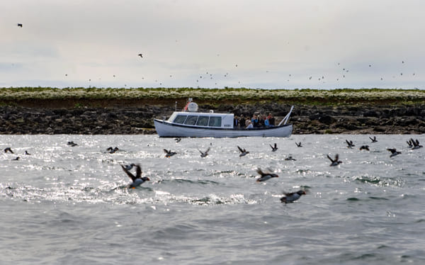 Puffin Express photo 6