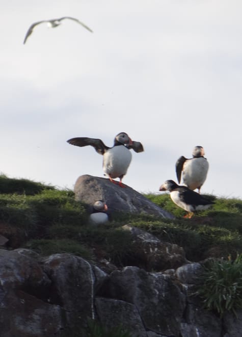 Puffin Tour photo 2